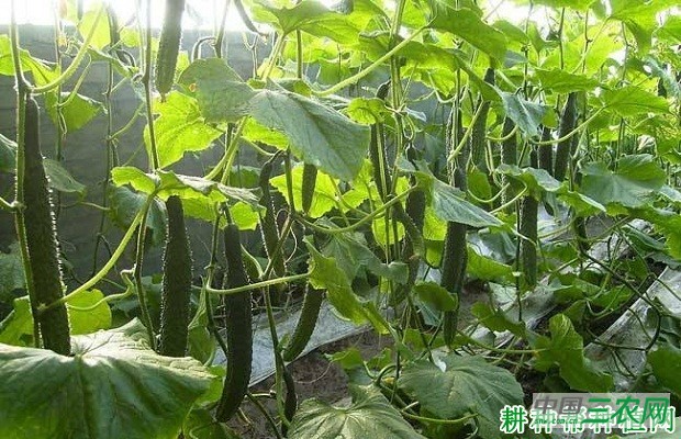 大棚种植黄瓜如何防止疯长？