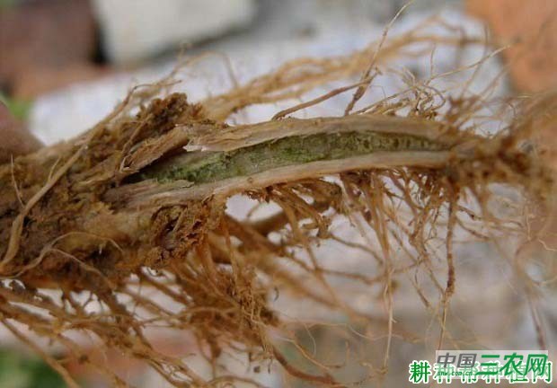 番茄细菌性髓部坏死病如何防治？