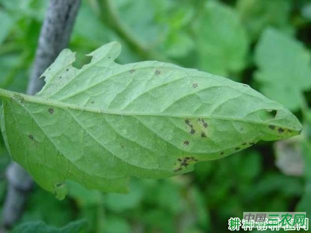 番茄细菌性斑疹病如何防治？