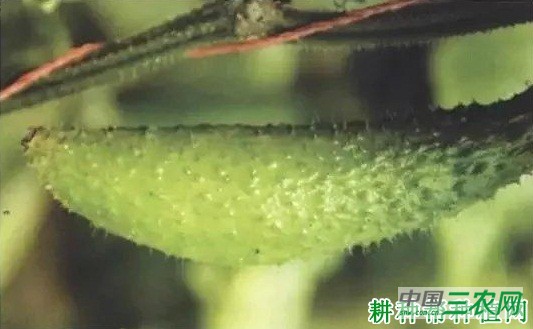 什么是黄瓜花打顶？