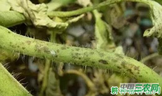 番茄细菌性褐斑病如何防治？