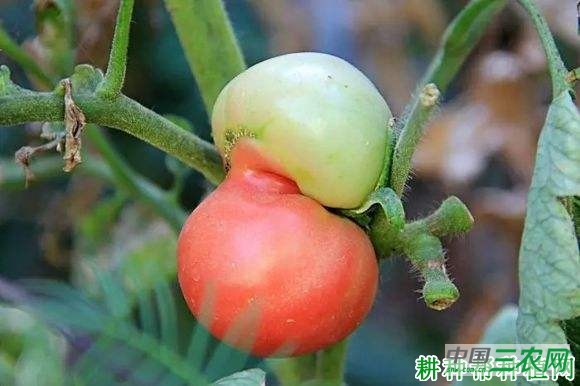 什么是番茄畸形果？