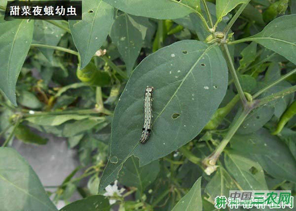 种植辣椒如何防治甜菜夜蛾？