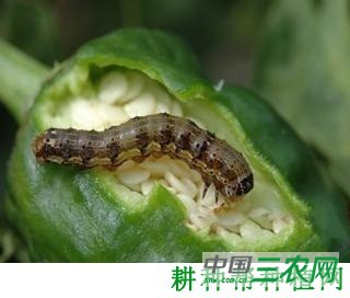 种植辣椒如何防治甜菜夜蛾？