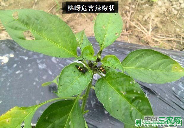 种植辣椒如何防治桃蚜？