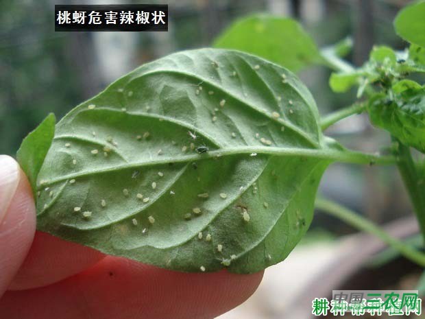 种植辣椒如何防治桃蚜？