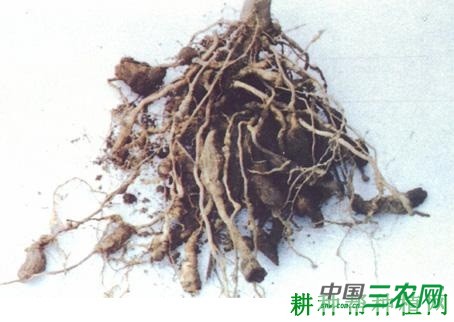 茄根结线虫病如何防治？