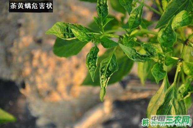 种植辣椒如何防治茶黄螨？