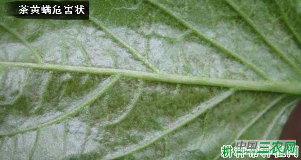 种植辣椒如何防治茶黄螨？