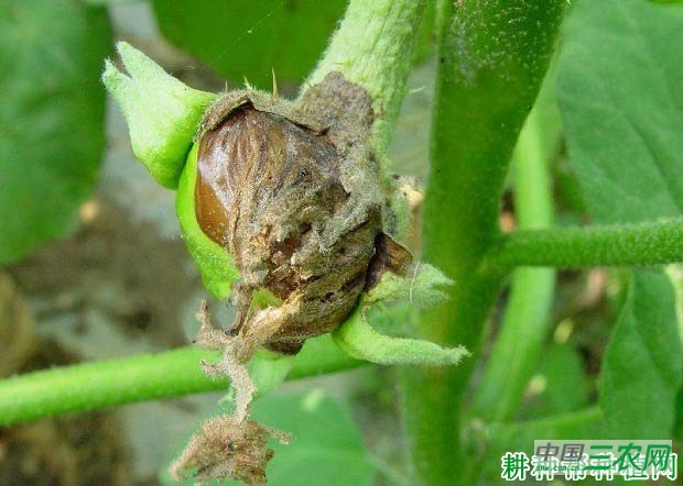 茄子花腐病如何防治？