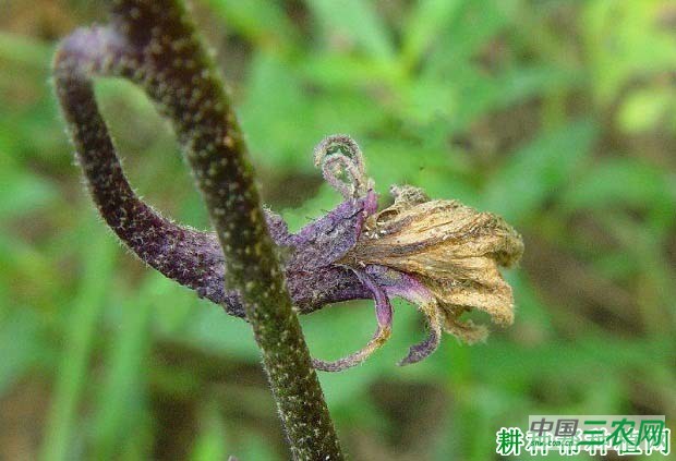 茄子花腐病如何防治？