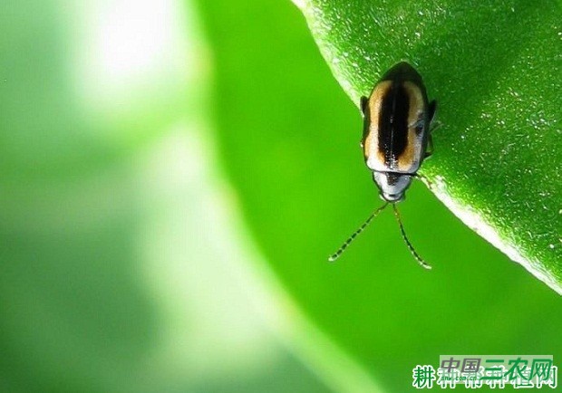 种植茄子如何防治茄蚤跳甲？