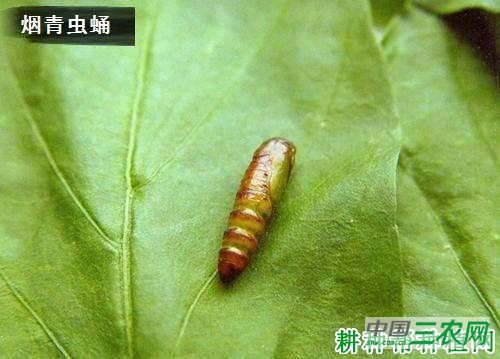 种植茄子如何防治烟青虫？