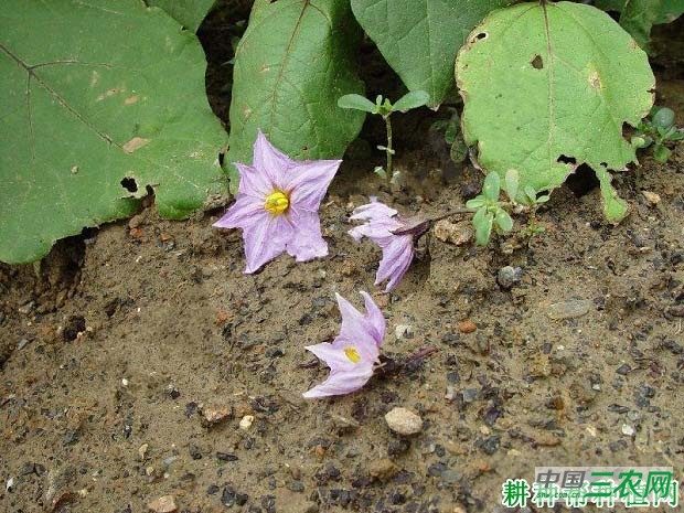 茄子落花如何防治？