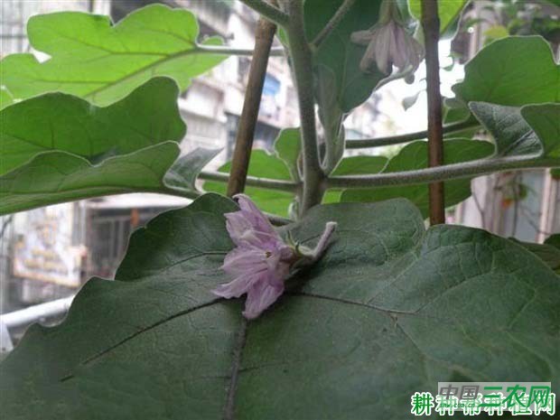 茄子落花如何防治？