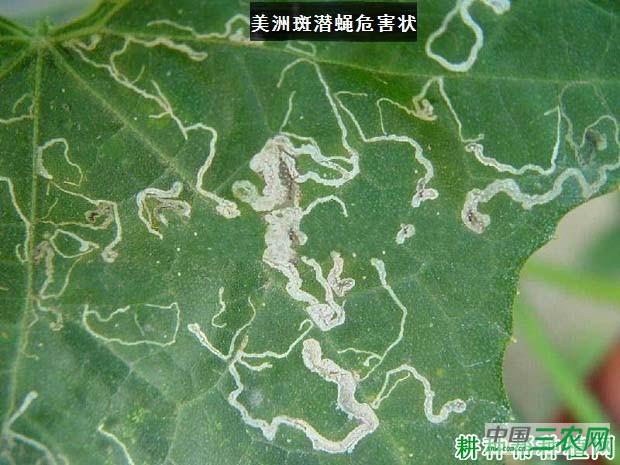 种植茄子如何防治美洲斑潜蝇？