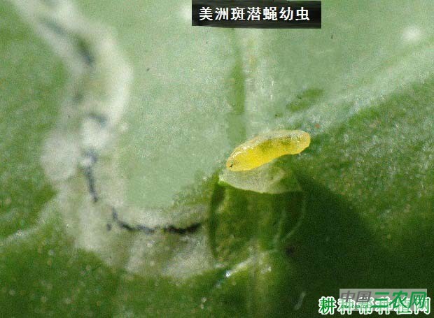 种植茄子如何防治美洲斑潜蝇？