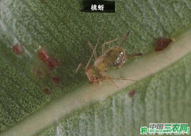 种植茄子如何防治桃蚜？