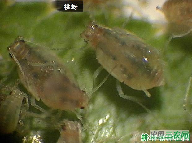 种植茄子如何防治桃蚜？