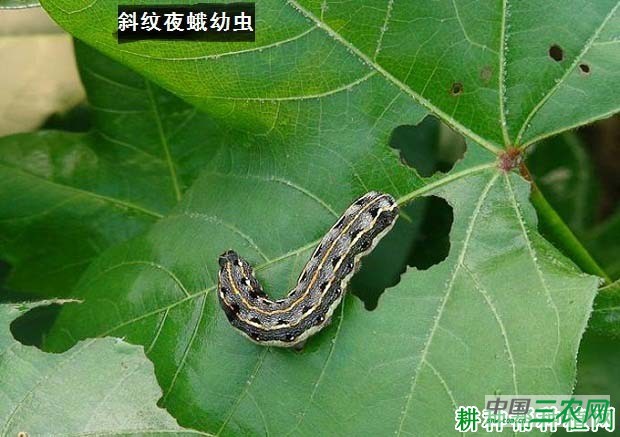 种植茄子如何防治斜纹夜蛾？