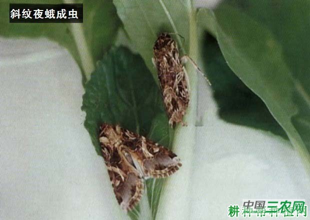 种植茄子如何防治斜纹夜蛾？