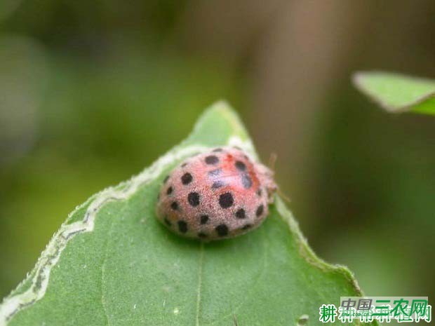 种植茄子如何防治茄二十八星瓢虫？