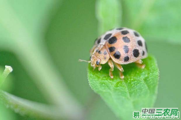 种植茄子如何防治茄二十八星瓢虫？