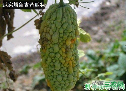 种植苦瓜如何防治瓜实蝇？