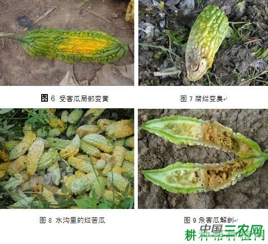 种植苦瓜如何防治瓜实蝇？