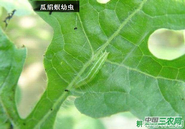 种植苦瓜如何防治瓜绢螟？