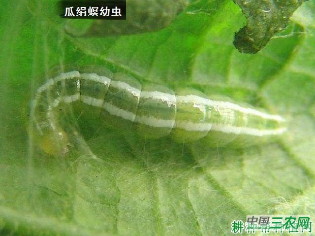 种植苦瓜如何防治瓜绢螟？