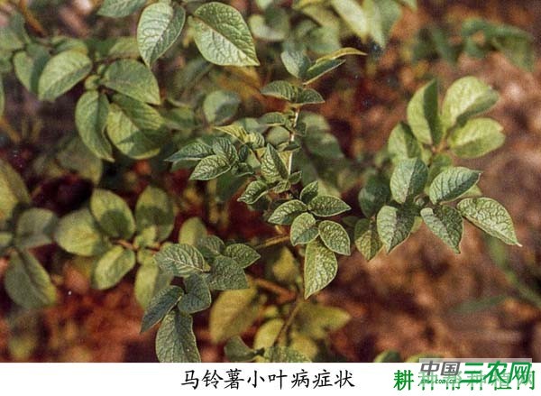 种植马铃薯如何防治马铃薯小叶病？