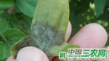 种植山药如何防治山药疫病？