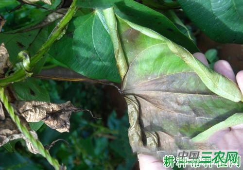 种植山药如何防治山药疫病？