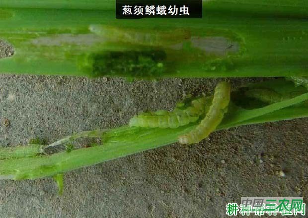 种植韭菜如何防治葱须鳞蛾？