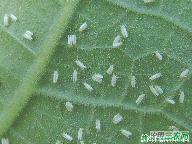 种植苦瓜如何防治烟粉虱？