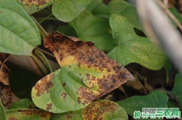 种植山药如何防治山药斑纹病？