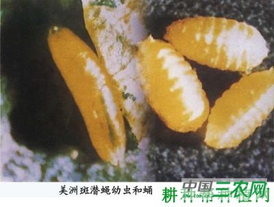 种植苦瓜如何防治美洲斑潜蝇？