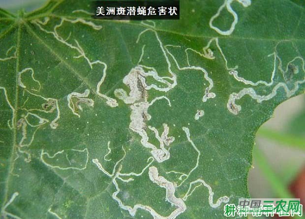 种植苦瓜如何防治美洲斑潜蝇？