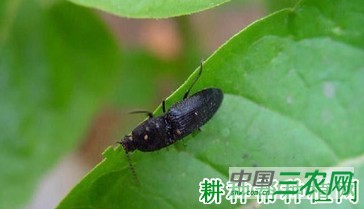 种植马铃薯如何防治沟金针虫？