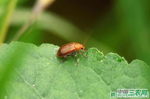 种植牛蒡如何防治黄足黄守瓜？