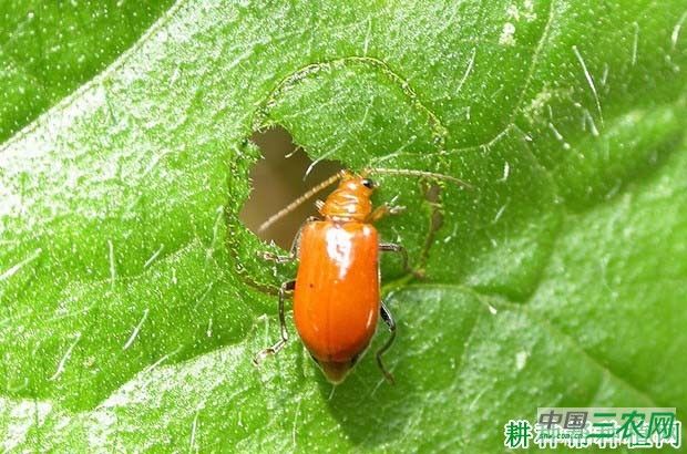 种植牛蒡如何防治黄足黄守瓜？