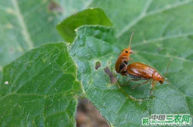 种植牛蒡如何防治黄足黄守瓜？