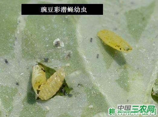 种萝卜如何防治豌豆彩潜蝇？