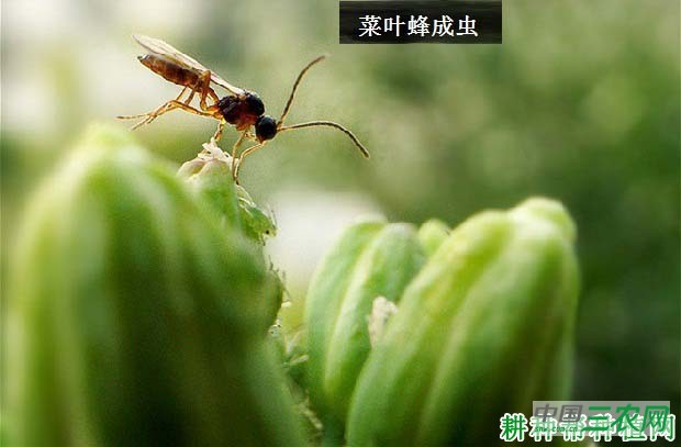 种萝卜如何防治菜叶蜂？