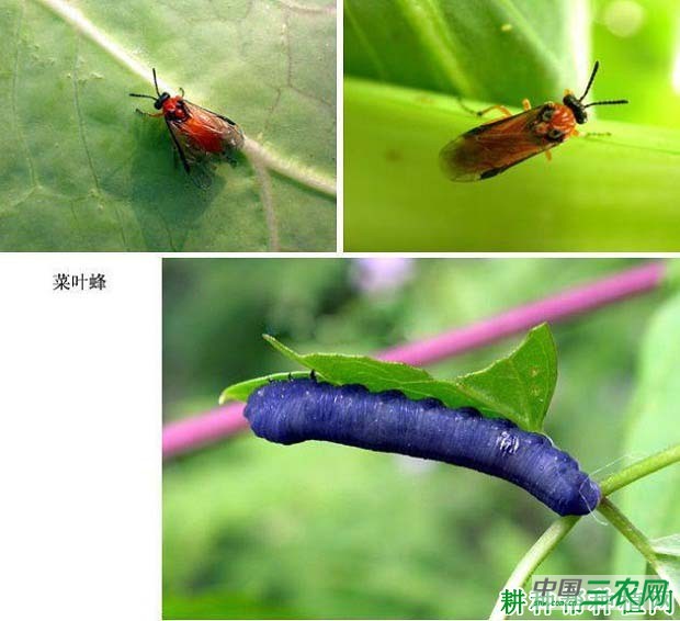 种萝卜如何防治菜叶蜂？