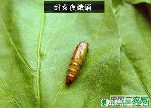 种萝卜如何防治甜菜夜蛾？