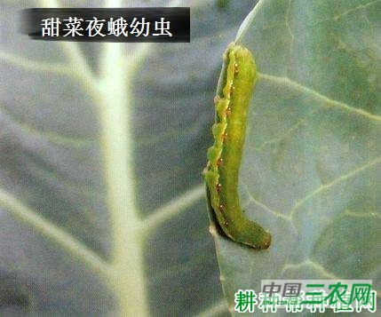 种萝卜如何防治甜菜夜蛾？