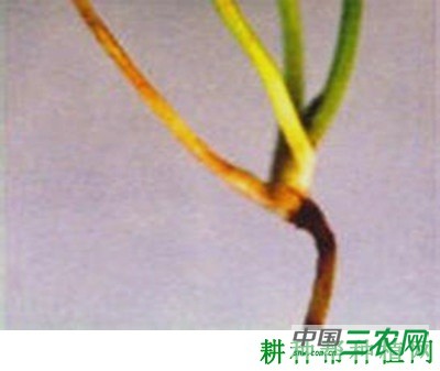 种香菜（芫荽）如何防治香菜根腐病？