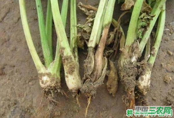 种香菜（芫荽）如何防治香菜根腐病？